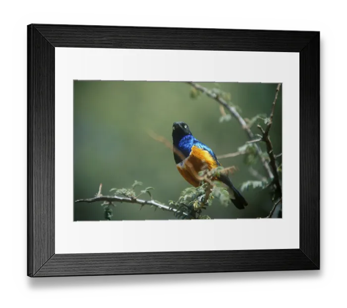 Framed Print : Tricoloured Glossy Starling (Lamprotornis superbus)