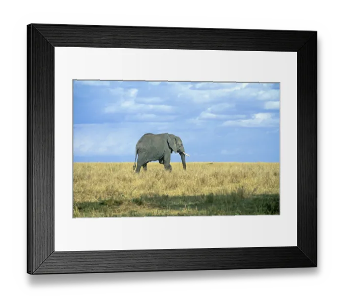 Framed Print : Elephant (Loxodonta africana), Serengeti