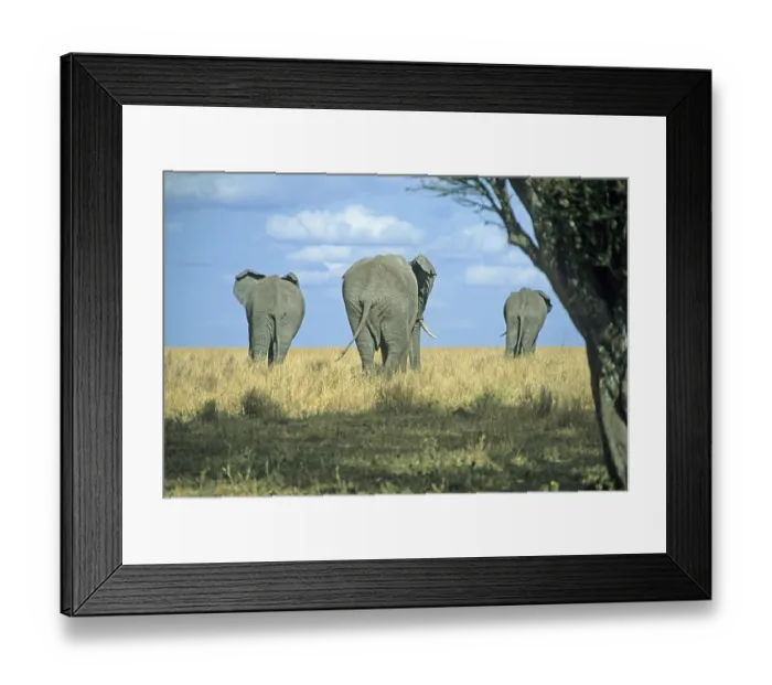 Framed Print : Elephants (Loxodonta africana)