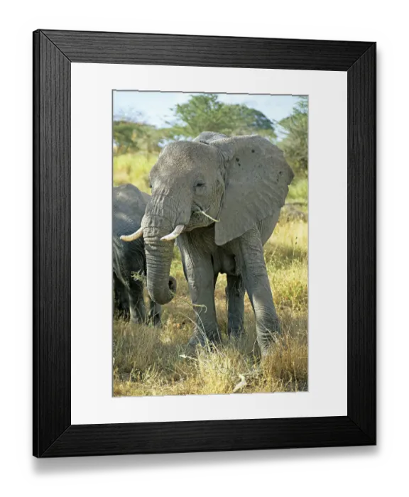 Framed Print : Elephant (Loxodonta africana), Serengeti