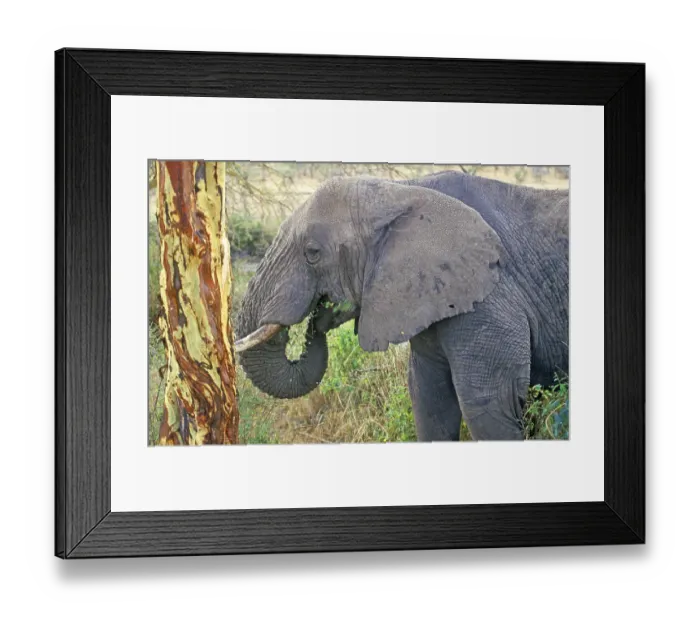 Framed Print : Elephant (Loxodonta africana) eating tree bark Framed Print : Elephant (Loxodonta africana) eating tree bark