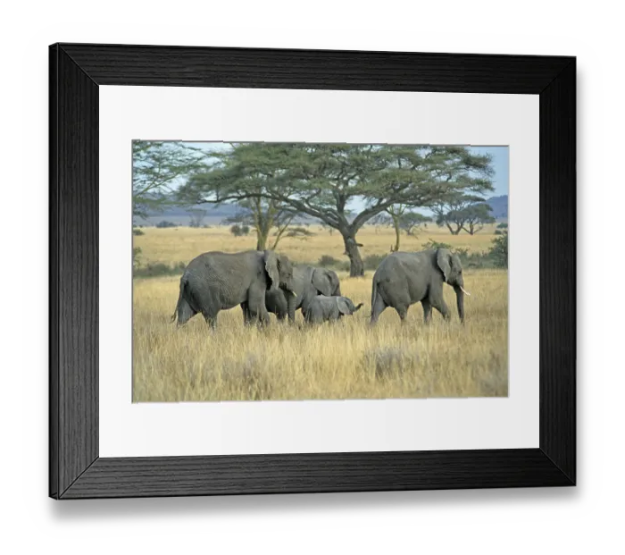 Framed Print : Elephants with young (Loxodonta africana)