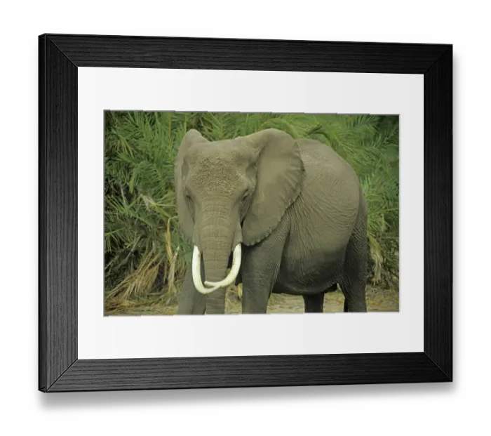 Framed Print : Elephant (Loxodonta africana), Amboseli National Park Framed Print : Elephant (Loxodonta africana), Amboseli National Park