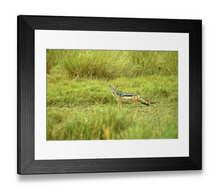 Framed Print : Black-backed jackal (Canis mesomeles)
