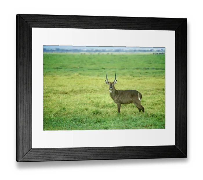 Framed Print : Waterbuck (Kobus elipsiprymus) in Amboseli National Park