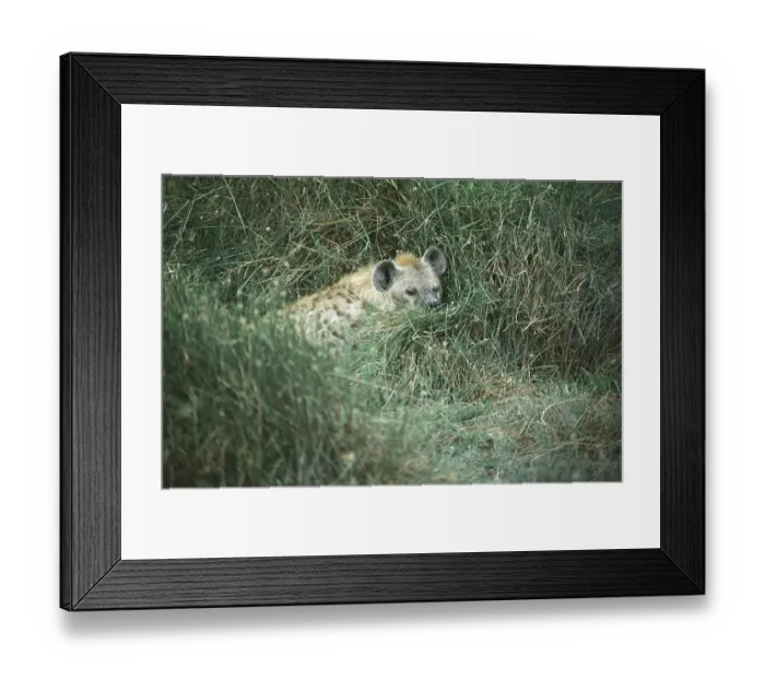 Framed Print : Spotted hyena (Crocuta crocuta) in Amboseli National Park Framed Print : Spotted hyena (Crocuta crocuta) in Amboseli National Park