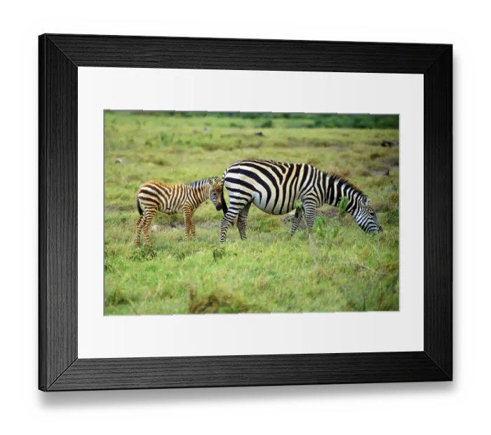 Framed Print : Plains zebra (Equus quagga) with foal in Amboseli National Park Framed Print : Plains zebra (Equus quagga) with foal in Amboseli National Park