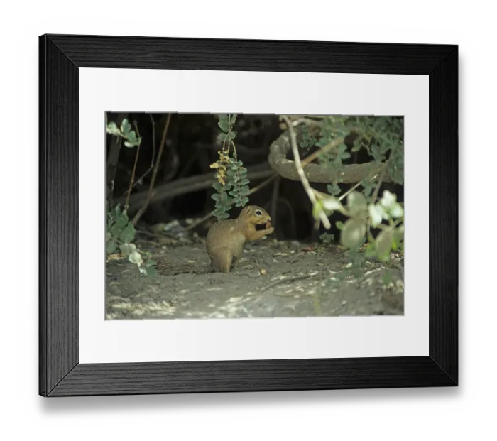 Framed Print : Ochre bush squirrel (Paxerus ochraceus) Framed Print : Ochre bush squirrel (Paxerus ochraceus)