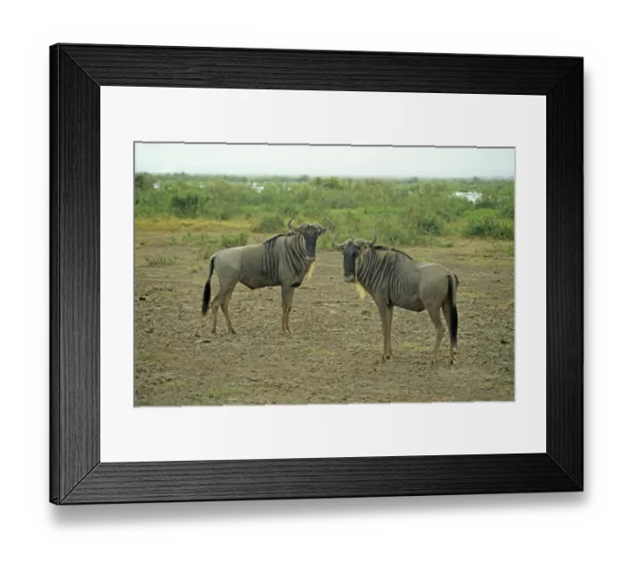 Framed Print : Gnubullen (Connochaetes taurinus) in Amboseli National Park Framed Print : Gnubullen (Connochaetes taurinus) in Amboseli National Park