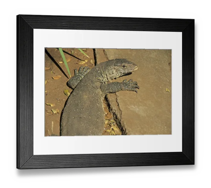Framed Print : Iguana (Iguana iguana), crocodile farm