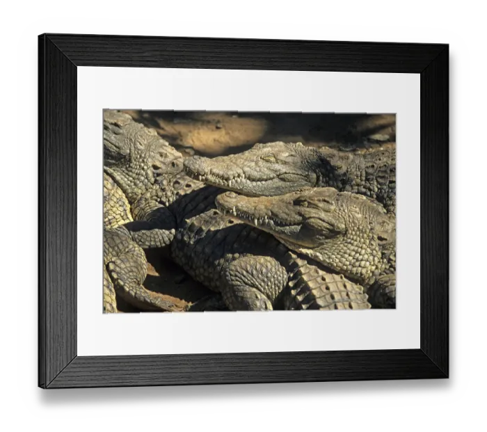 Framed Print : Nile crocodiles (Crocodylus niloticus)