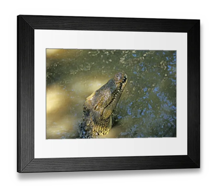 Framed Print : Nile crocodile (Crocodylus niloticus) Framed Print : Nile crocodile (Crocodylus niloticus)