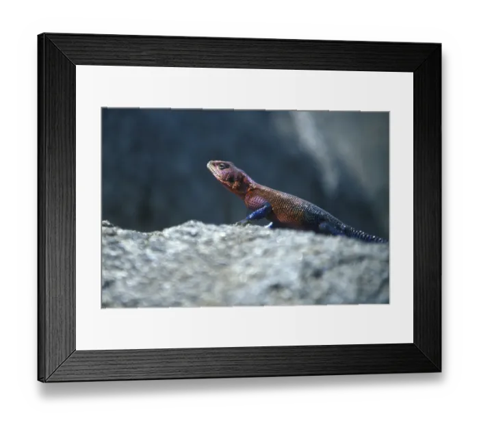 Framed Print : Settler's agama (Agama agama) Framed Print : Settler's agama (Agama agama)
