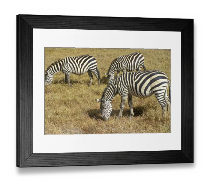 Framed Print : Steppe zebra (Equus quagga) in the Ngorongoro Crater Framed Print : Steppe zebra (Equus quagga) in the Ngorongoro Crater