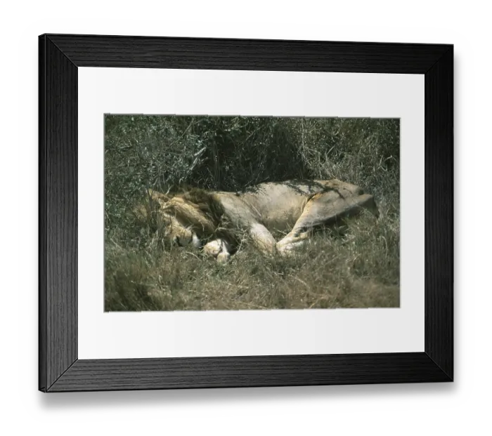 Framed Print : Sleeping lion (Panthera leo), Serengeti Framed Print : Sleeping lion (Panthera leo), Serengeti