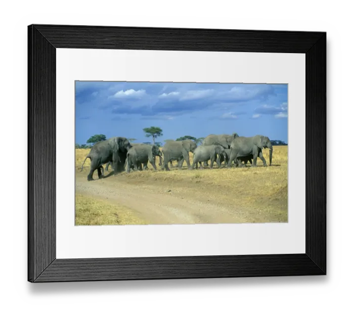 Framed Print : Herd of elephants (Loxodonta africana)