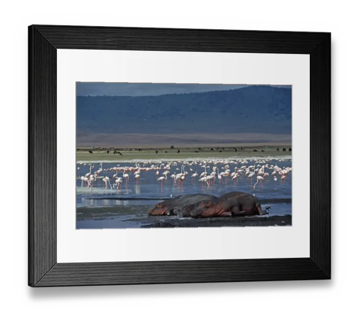 Framed Print : Flamingos, sleeping hippos (Hippopotamus amphibius) in the Ngorongoro Crater