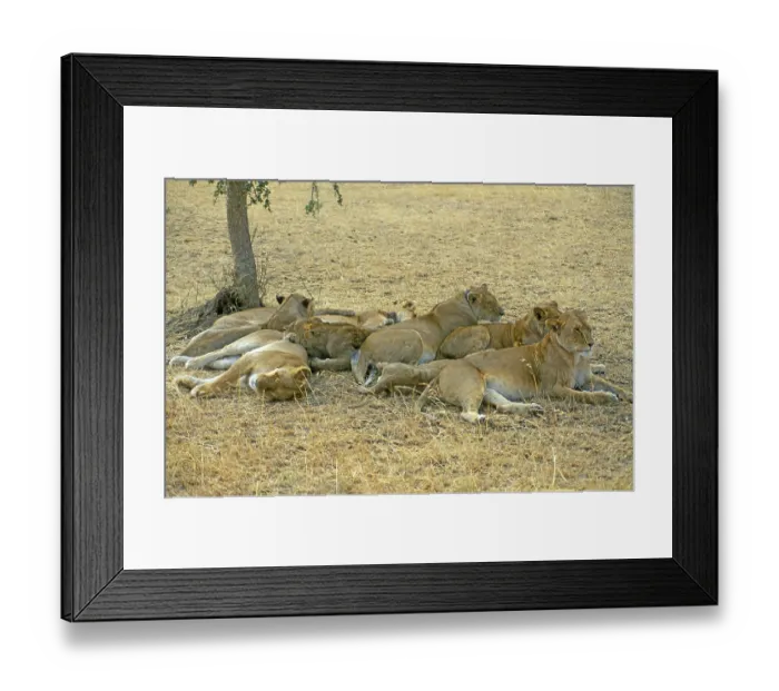 Framed Print : Lions (Panthera leo), Serengeti Framed Print : Lions (Panthera leo), Serengeti