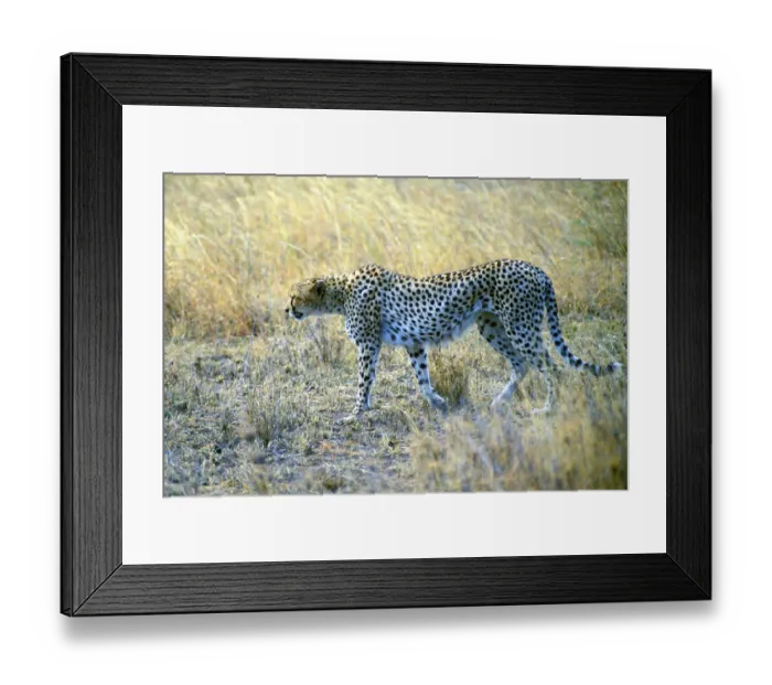 Framed Print : Cheetah (Acinonyx jubatus), Serengeti