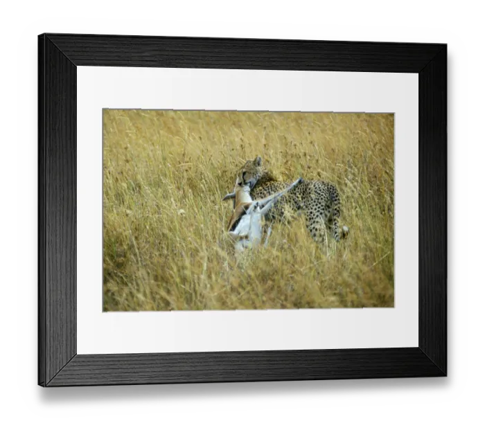 Framed Print : Cheetah (Acinonyx jubatus) with prey Framed Print : Cheetah (Acinonyx jubatus) with prey