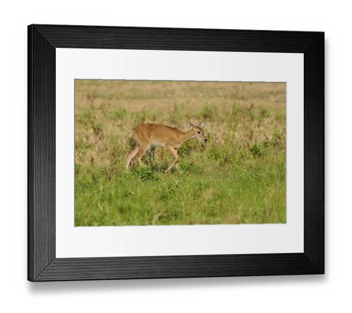 Framed Print : A deer walks across a green meadow on a sunny day Framed Print : A deer walks across a green meadow on a sunny day