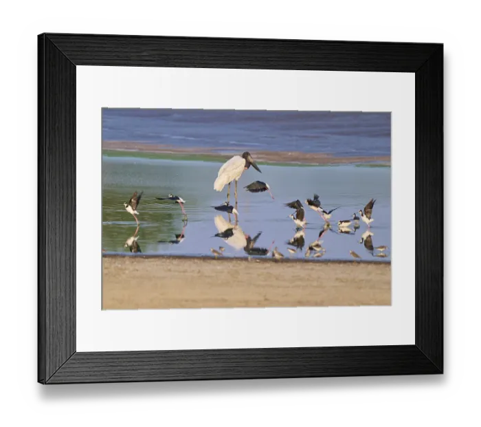 Framed Print : Birds by the water with reflections Framed Print : Birds by the water with reflections