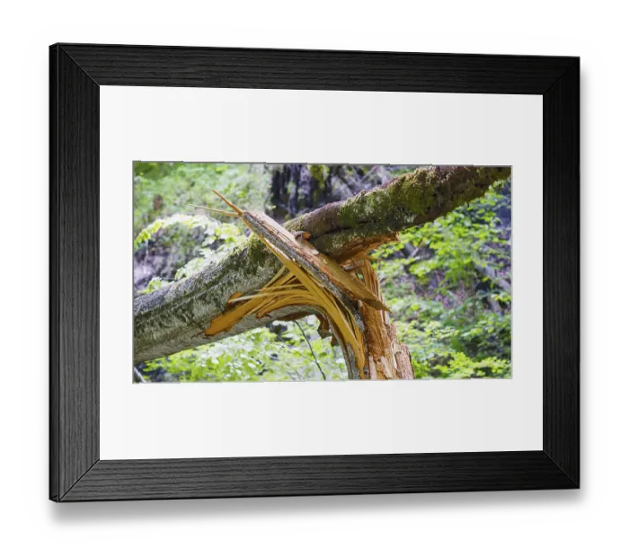 Framed Print : A tree with broken branches in a green forest conveys a peaceful natural scene Framed Print : A tree with broken branches in a green forest conveys a peaceful natural scene