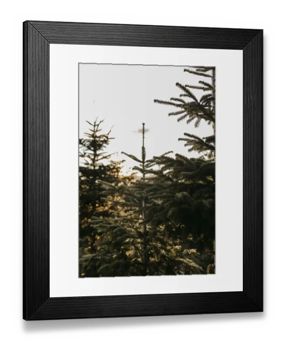 Framed Print : Christmas trees Framed Print : Christmas trees