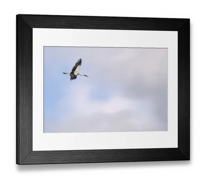 Framed Print : Flying white stork (Ciconia ciconia)