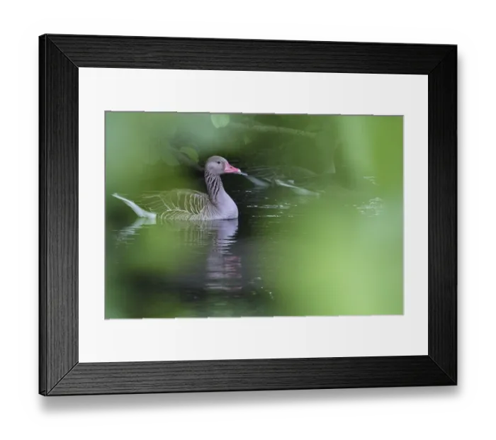 Framed Print : Greylag goose (Anser anser), Schwalm-Nette nature reserve