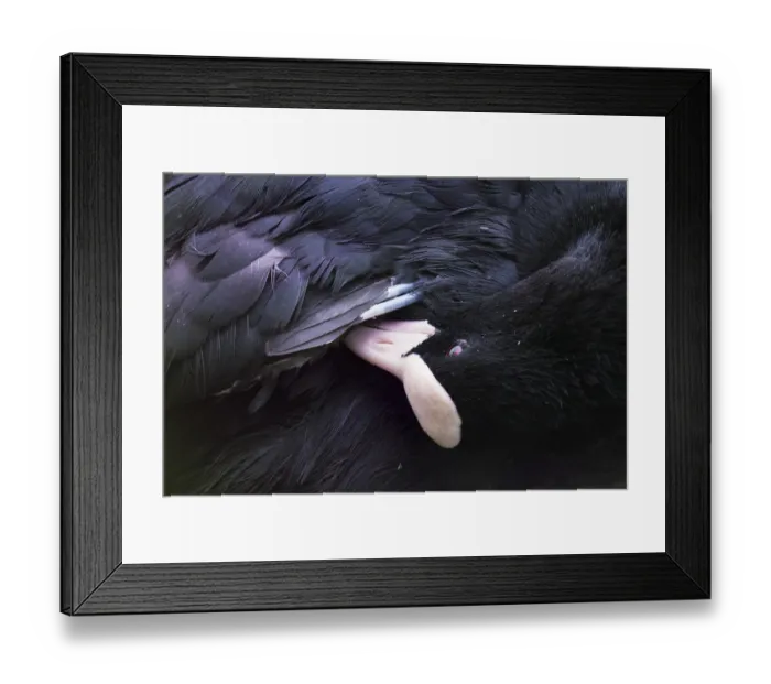 Framed Print : Eurasian Coot (Fulica atra) preening itself