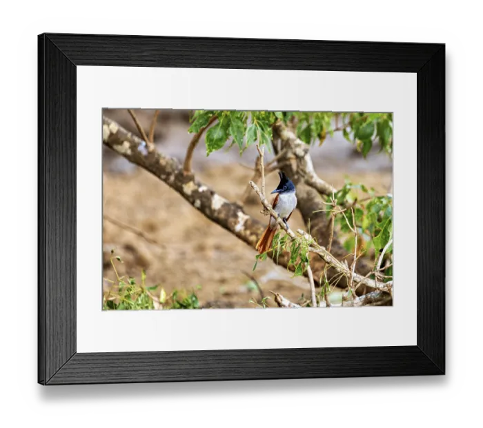 Framed Print : Exotic bird sitting on a branch surrounded by green leaves and a blurred background Framed Print : Exotic bird sitting on a branch surrounded by green leaves and a blurred background