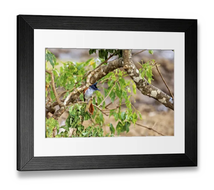 Framed Print : Exotic bird on a tree branch with green leaves against a soft background