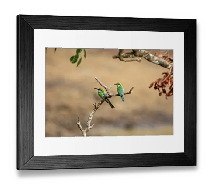 Framed Print : Two green birds sitting next to each other on a branch in a natural environment Framed Print : Two green birds sitting next to each other on a branch in a natural environment