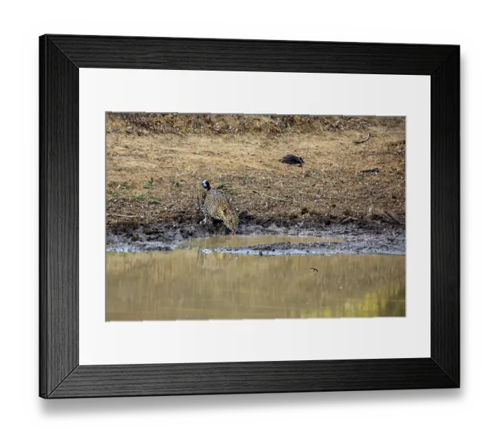 Framed Print : A leopard drinks at a waterhole and is reflected in the water Framed Print : A leopard drinks at a waterhole and is reflected in the water