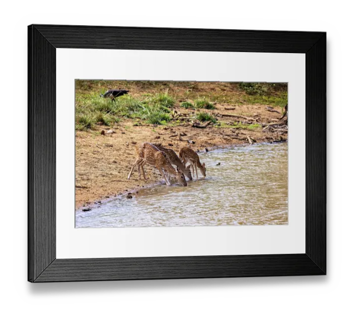 Framed Print : Three deer bend down to drink at a small natural water reservoir Framed Print : Three deer bend down to drink at a small natural water reservoir