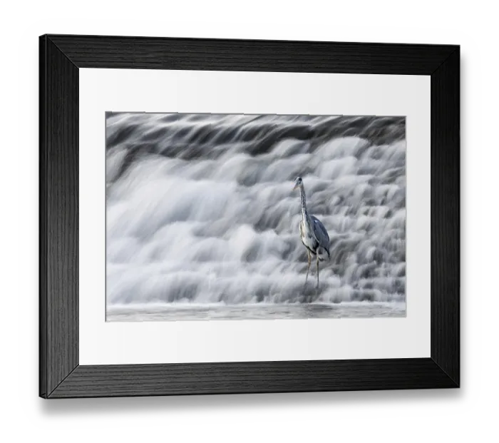Framed Print : A heron stands at the foot of a rushing waterfall Framed Print : A heron stands at the foot of a rushing waterfall