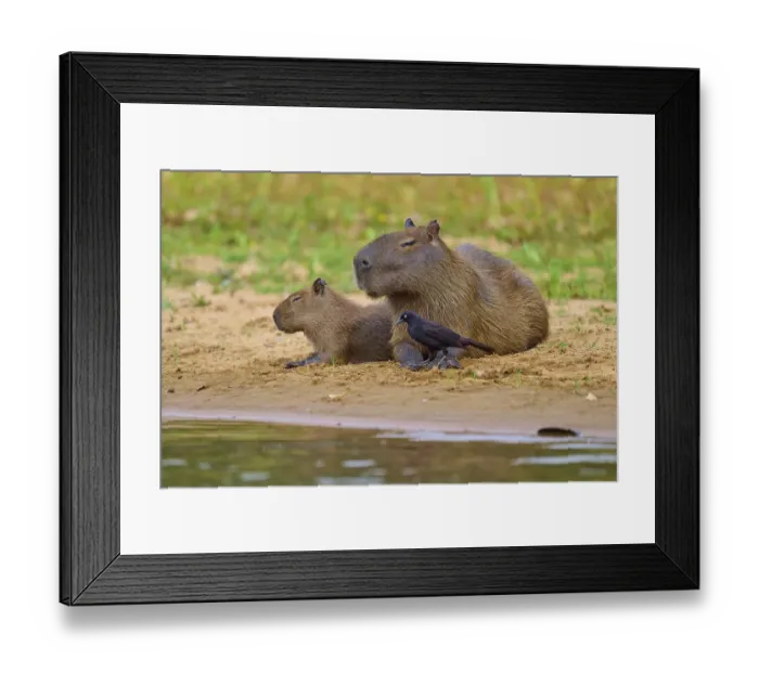 Framed Print : Two capybaras with a small bird close together on the bank