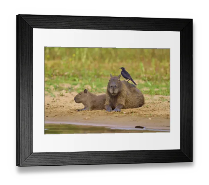 Framed Print : Two Capybaras sitting on the riverbank with a bird