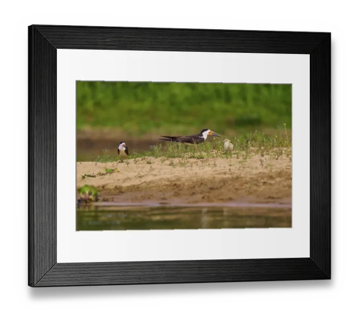 Framed Print : Birds with chicks on a sandy bank with plants in the background