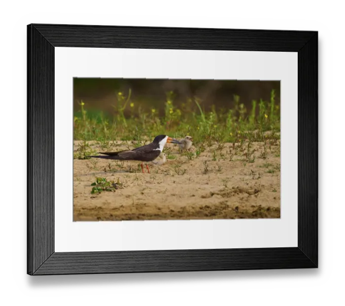 Framed Print : Bird feeding chicks on sandy soil with plants and natural background Framed Print : Bird feeding chicks on sandy soil with plants and natural background