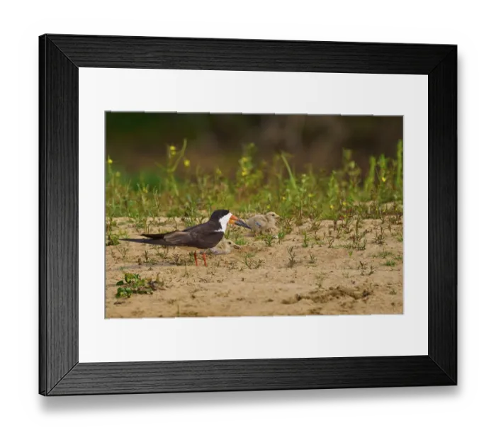 Framed Print : Black bird with two chicks on sandy ground Framed Print : Black bird with two chicks on sandy ground