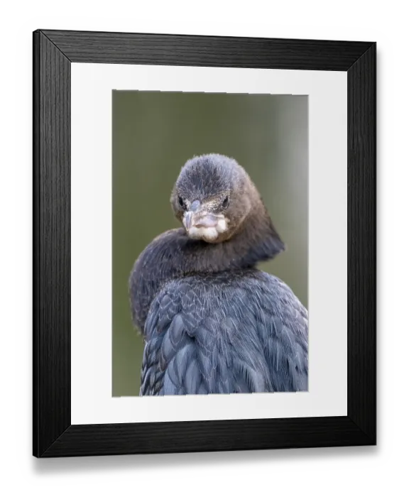 Framed Print : Indian Cormorant (Phalacrocorax fuscicollis)