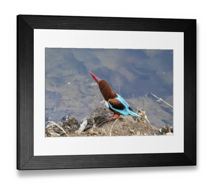 Framed Print : Brown Kingfisher (Halcyon smyrnensis) Framed Print : Brown Kingfisher (Halcyon smyrnensis)