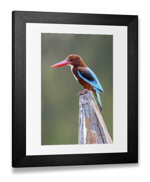 Framed Print : Brown Kingfisher (Halcyon smyrnensis) Framed Print : Brown Kingfisher (Halcyon smyrnensis)