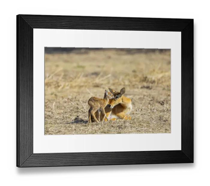 Framed Print : Puku (Kobus vardoni) female with new born fawn Zambia August