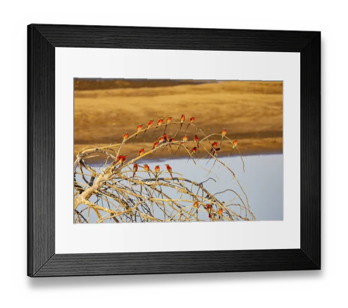Framed Print : Carmine Bee-eater (Merops nubicus) Gathering at thebreeding ground South Luangwa NP Zambia August