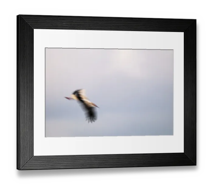 Framed Print : Flying white stork (Ciconia ciconia) Framed Print : Flying white stork (Ciconia ciconia)