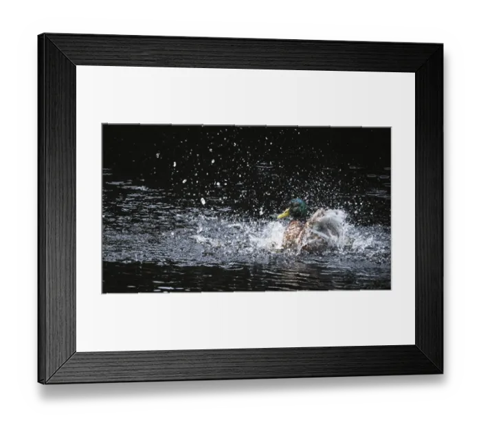 Framed Print : Mallard drake (Anas platyrhynchos) taking a dip