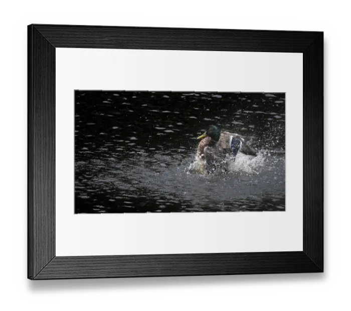 Framed Print : Mallard drake (Anas platyrhynchos) taking a dip Framed Print : Mallard drake (Anas platyrhynchos) taking a dip